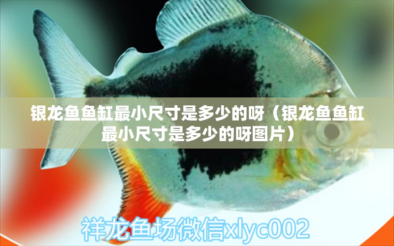 银龙鱼鱼缸最小尺寸是多少的呀（银龙鱼鱼缸最小尺寸是多少的呀图片） 银龙鱼