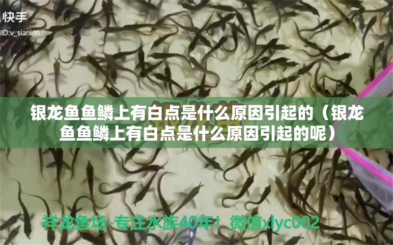 银龙鱼鱼鳞上有白点是什么原因引起的（银龙鱼鱼鳞上有白点是什么原因引起的呢） 银龙鱼