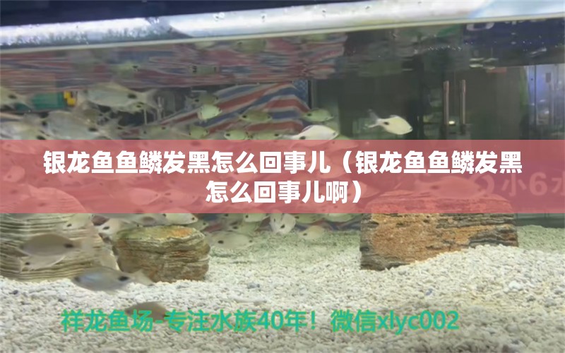 银龙鱼鱼鳞发黑怎么回事儿（银龙鱼鱼鳞发黑怎么回事儿啊）