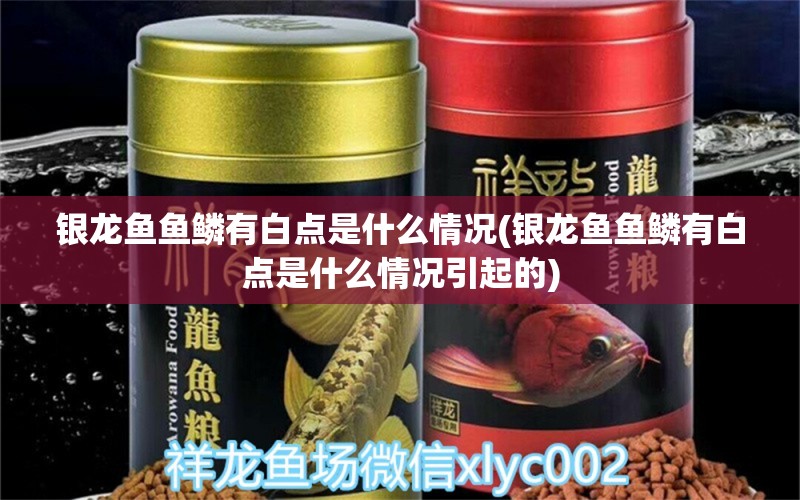 银龙鱼鱼鳞有白点是什么情况(银龙鱼鱼鳞有白点是什么情况引起的)