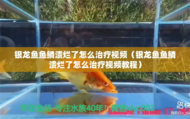 银龙鱼鱼鳞溃烂了怎么治疗视频（银龙鱼鱼鳞溃烂了怎么治疗视频教程） 银龙鱼