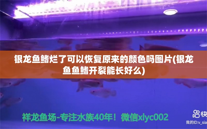 银龙鱼鳍烂了可以恢复原来的颜色吗图片(银龙鱼鱼鳍开裂能长好么) 银龙鱼