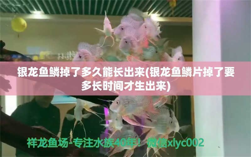 银龙鱼鳞掉了多久能长出来(银龙鱼鳞片掉了要多长时间才生出来) 银龙鱼