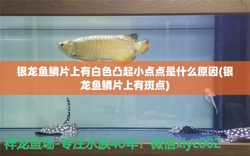 银龙鱼鳞片上有白色凸起小点点是什么原因(银龙鱼鳞片上有斑点)