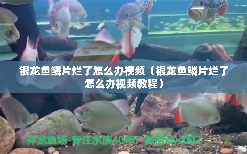 银龙鱼鳞片烂了怎么办视频（银龙鱼鳞片烂了怎么办视频教程）