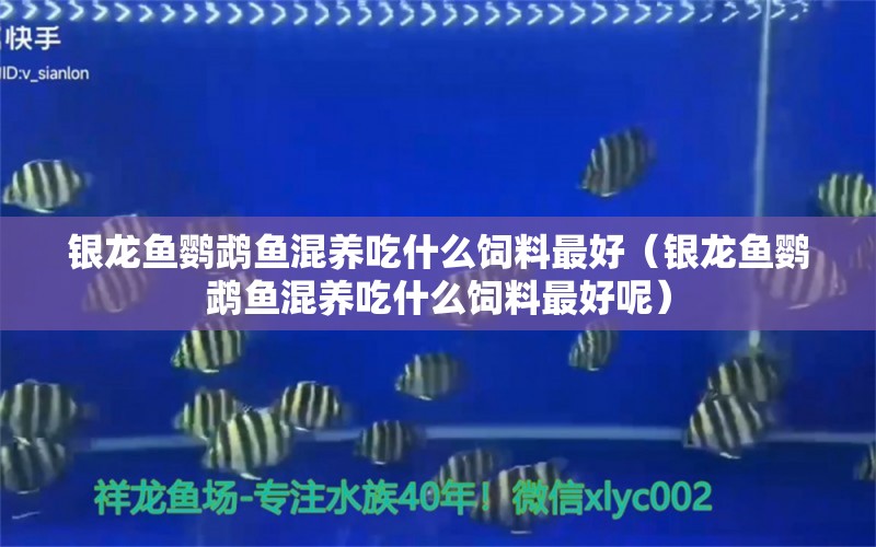 银龙鱼鹦鹉鱼混养吃什么饲料最好（银龙鱼鹦鹉鱼混养吃什么饲料最好呢） 鹦鹉鱼