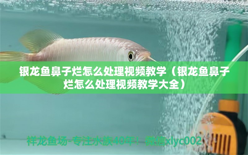 银龙鱼鼻子烂怎么处理视频教学（银龙鱼鼻子烂怎么处理视频教学大全）