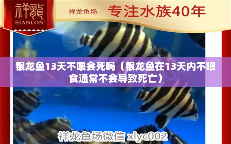 银龙鱼13天不喂会死吗（银龙鱼在13天内不喂食通常不会导致死亡）