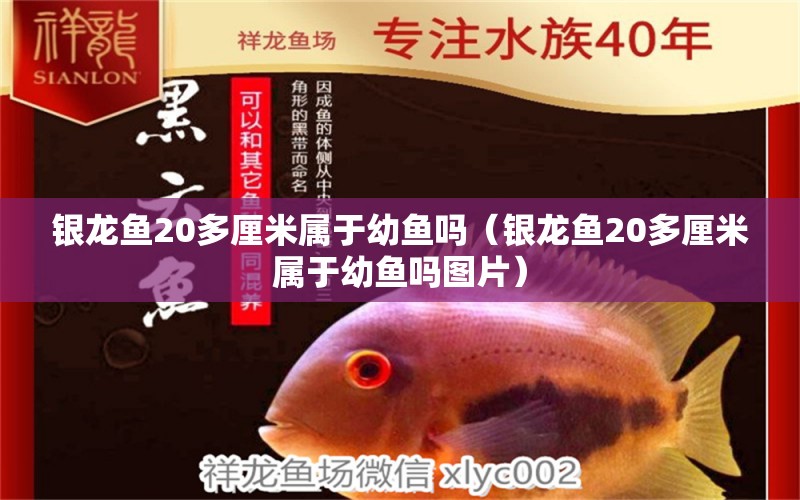 银龙鱼20多厘米属于幼鱼吗（银龙鱼20多厘米属于幼鱼吗图片）