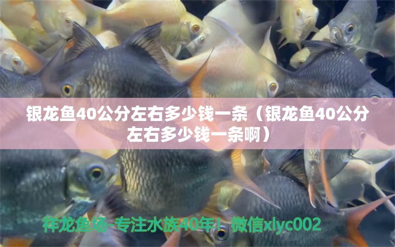 银龙鱼40公分左右多少钱一条（银龙鱼40公分左右多少钱一条啊） 银龙鱼