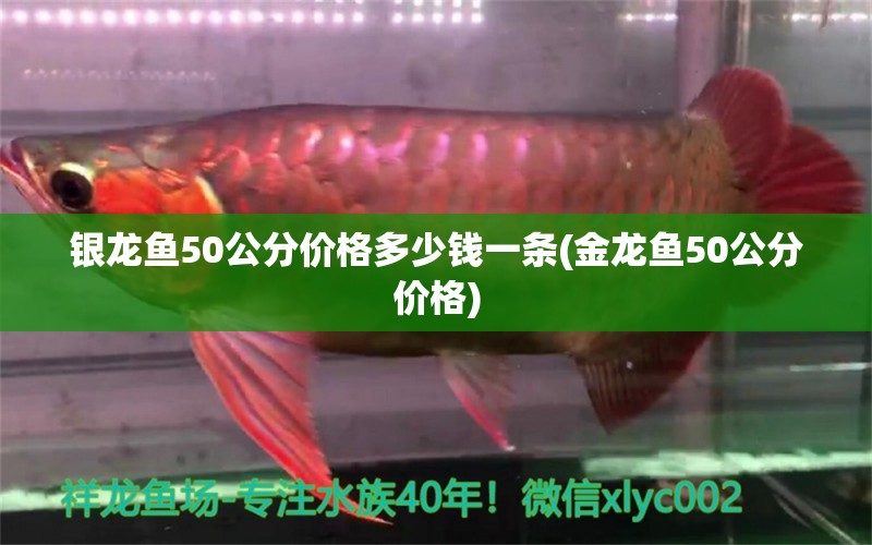 银龙鱼50公分价格多少钱一条(金龙鱼50公分价格) 银龙鱼百科 第1张