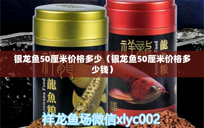 银龙鱼50厘米价格多少（银龙鱼50厘米价格多少钱）