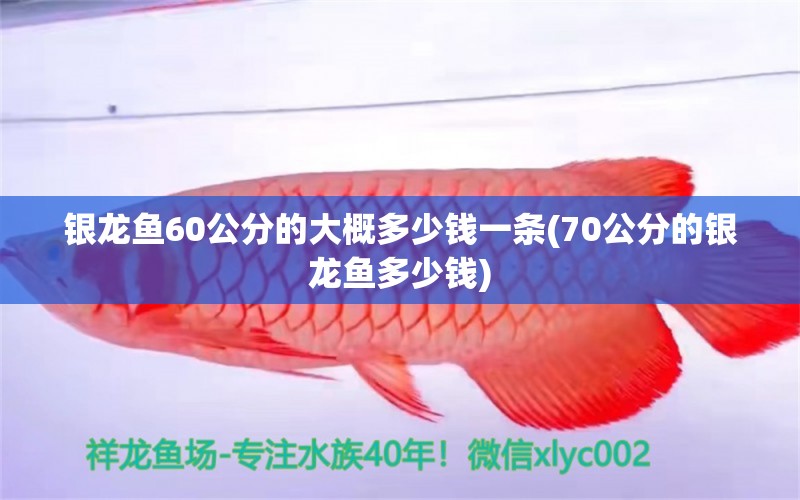 银龙鱼60公分的大概多少钱一条(70公分的银龙鱼多少钱) 银龙鱼百科 第1张