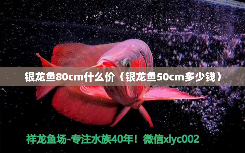 银龙鱼80cm什么价（银龙鱼50cm多少钱） 龙鱼批发