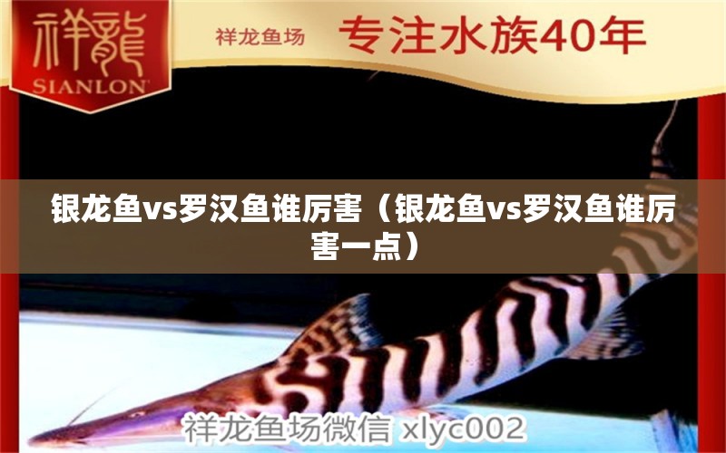 银龙鱼vs罗汉鱼谁厉害（银龙鱼vs罗汉鱼谁厉害一点）