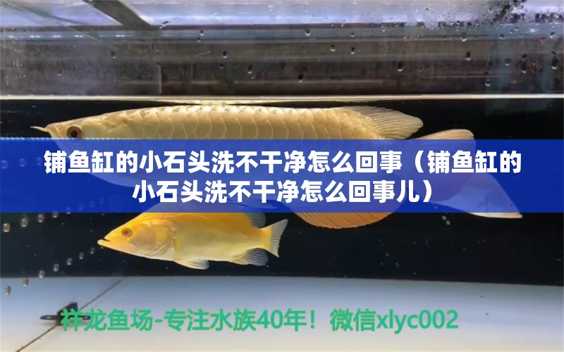 铺鱼缸的小石头洗不干净怎么回事（铺鱼缸的小石头洗不干净怎么回事儿） 广州景观设计