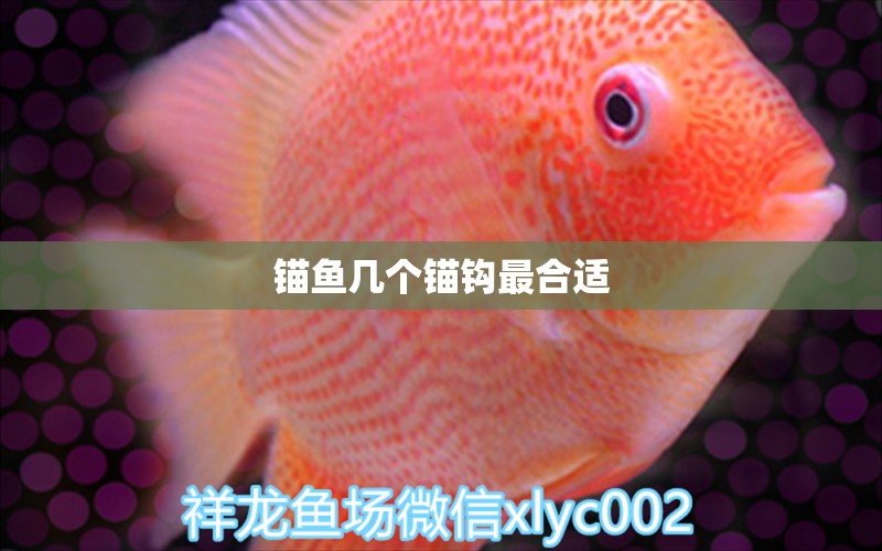 锚鱼几个锚钩最合适 水族品牌 第2张