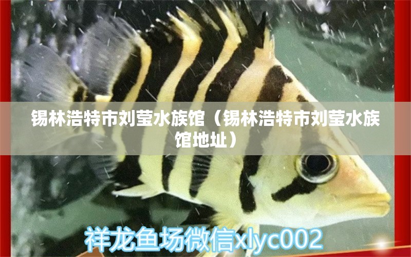 锡林浩特市刘莹水族馆（锡林浩特市刘莹水族馆地址）