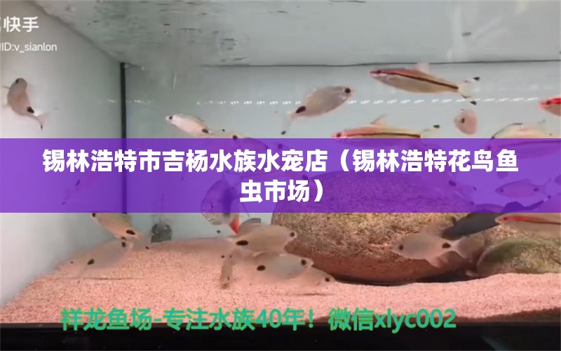 锡林浩特市吉杨水族水宠店（锡林浩特花鸟鱼虫市场）