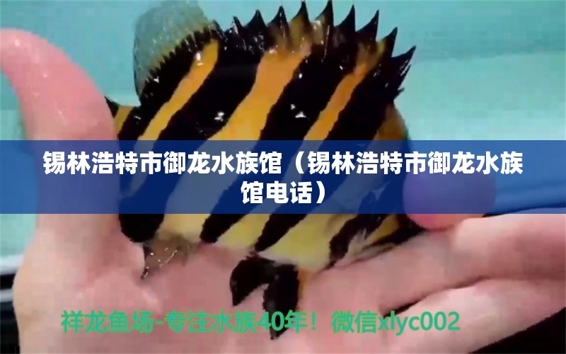 锡林浩特市御龙水族馆（锡林浩特市御龙水族馆电话）