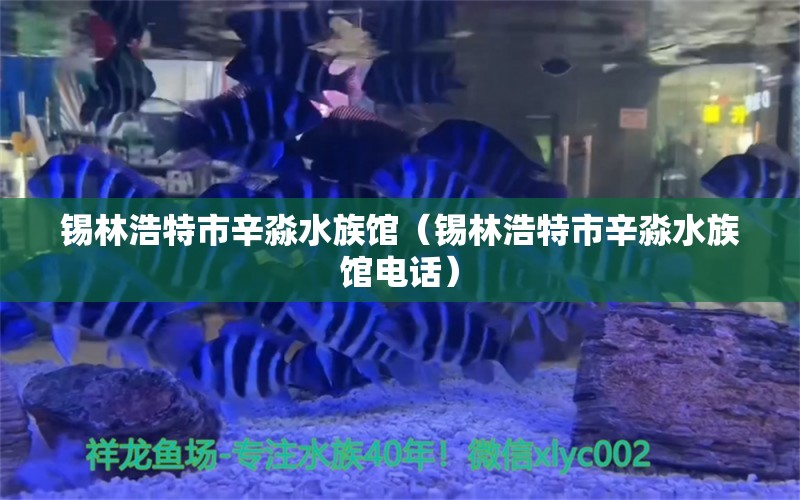 锡林浩特市辛淼水族馆（锡林浩特市辛淼水族馆电话） 全国水族馆企业名录