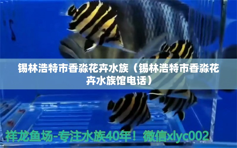 锡林浩特市香淼花卉水族（锡林浩特市香淼花卉水族馆电话）