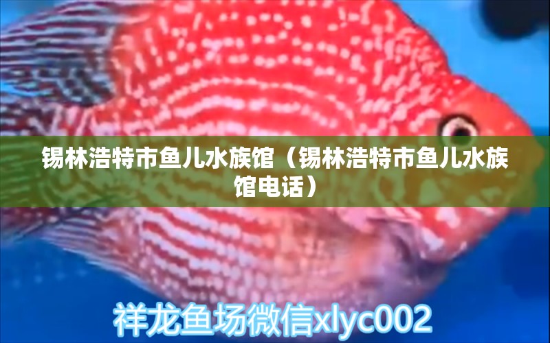 锡林浩特市鱼儿水族馆（锡林浩特市鱼儿水族馆电话）