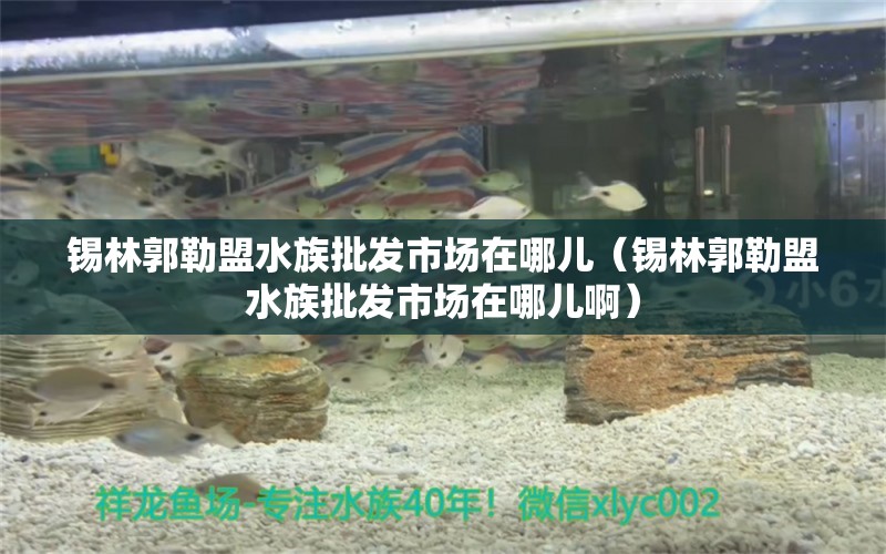 锡林郭勒盟水族批发市场在哪儿（锡林郭勒盟水族批发市场在哪儿啊）