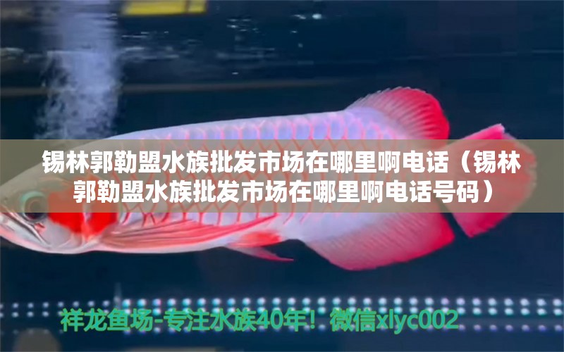 锡林郭勒盟水族批发市场在哪里啊电话（锡林郭勒盟水族批发市场在哪里啊电话号码） 观赏鱼水族批发市场