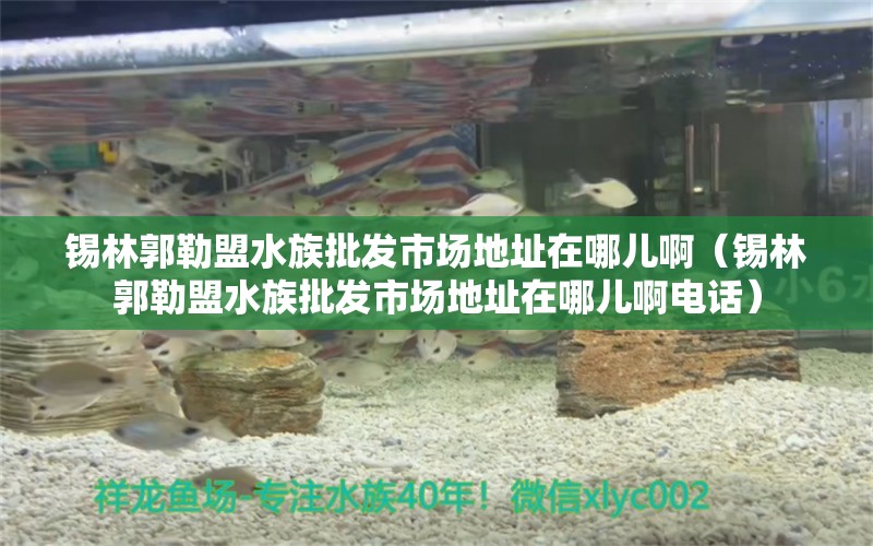 锡林郭勒盟水族批发市场地址在哪儿啊（锡林郭勒盟水族批发市场地址在哪儿啊电话）