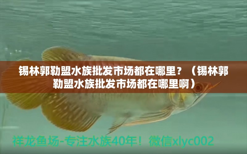 锡林郭勒盟水族批发市场都在哪里？（锡林郭勒盟水族批发市场都在哪里啊）