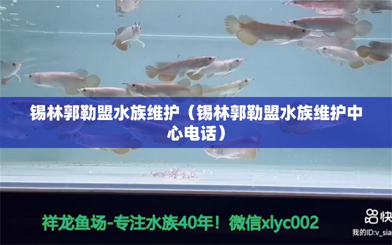 锡林郭勒盟水族维护（锡林郭勒盟水族维护中心电话） 观赏鱼市场（混养鱼）