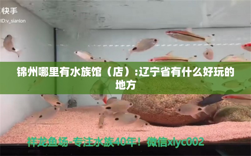 锦州哪里有水族馆（店）:辽宁省有什么好玩的地方