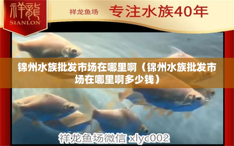 锦州水族批发市场在哪里啊（锦州水族批发市场在哪里啊多少钱）