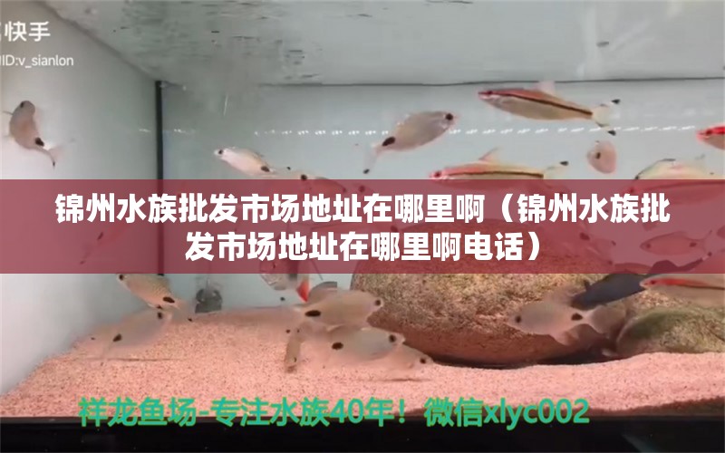 锦州水族批发市场地址在哪里啊（锦州水族批发市场地址在哪里啊电话） 观赏鱼水族批发市场