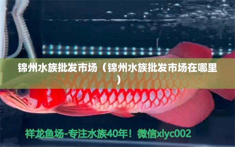 锦州水族批发市场（锦州水族批发市场在哪里）