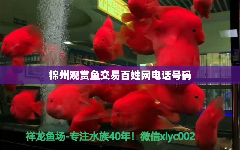 锦州观赏鱼交易百姓网电话号码 水族问答 第2张