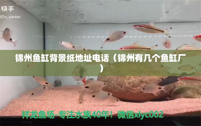 锦州鱼缸背景纸地址电话（锦州有几个鱼缸厂） 祥龙水族医院