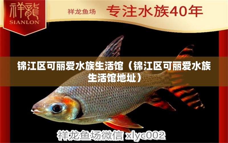 锦江区可丽爱水族生活馆（锦江区可丽爱水族生活馆地址）