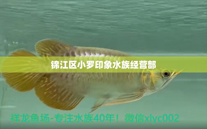 锦江区小罗印象水族经营部 全国观赏鱼市场 第2张