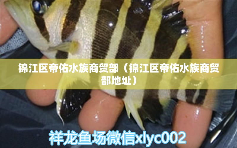 锦江区帝佑水族商贸部（锦江区帝佑水族商贸部地址）