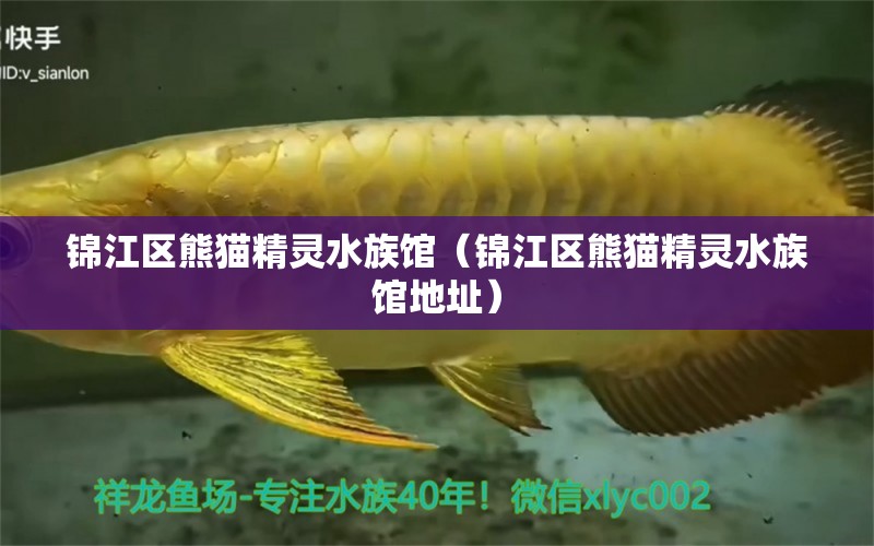 锦江区熊猫精灵水族馆（锦江区熊猫精灵水族馆地址）