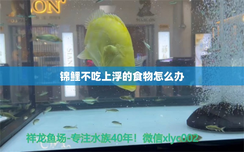 锦鲤不吃上浮的食物怎么办