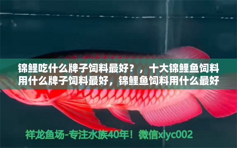 锦鲤吃什么牌子饲料最好？，十大锦鲤鱼饲料用什么牌子饲料最好，锦鲤鱼饲料用什么最好 红白锦鲤鱼 第1张