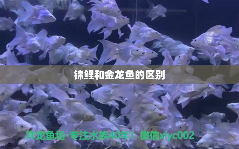 锦鲤和金龙鱼的区别 龙凤鲤鱼