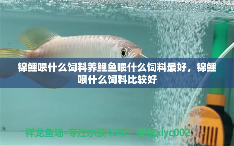 锦鲤喂什么饲料养鲤鱼喂什么饲料最好，锦鲤喂什么饲料比较好 观赏鱼 第1张