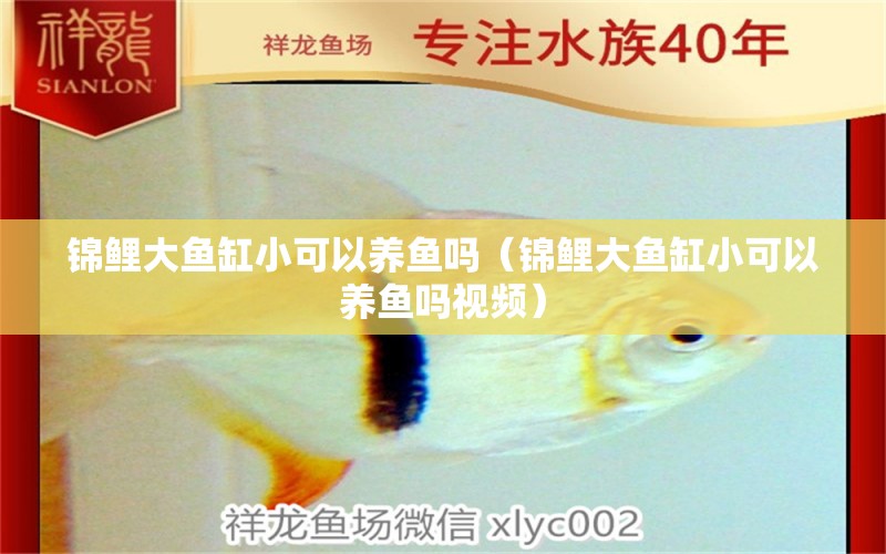 锦鲤大鱼缸小可以养鱼吗（锦鲤大鱼缸小可以养鱼吗视频） 祥龙水族医院