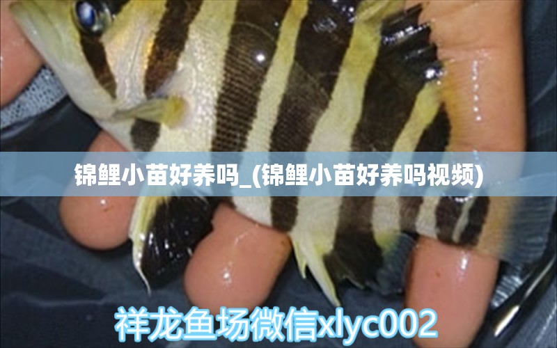 锦鲤小苗好养吗_(锦鲤小苗好养吗视频) 鱼缸风水