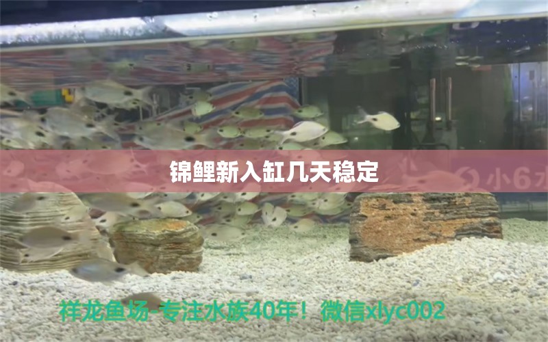 锦鲤新入缸几天稳定 广州景观设计 第2张