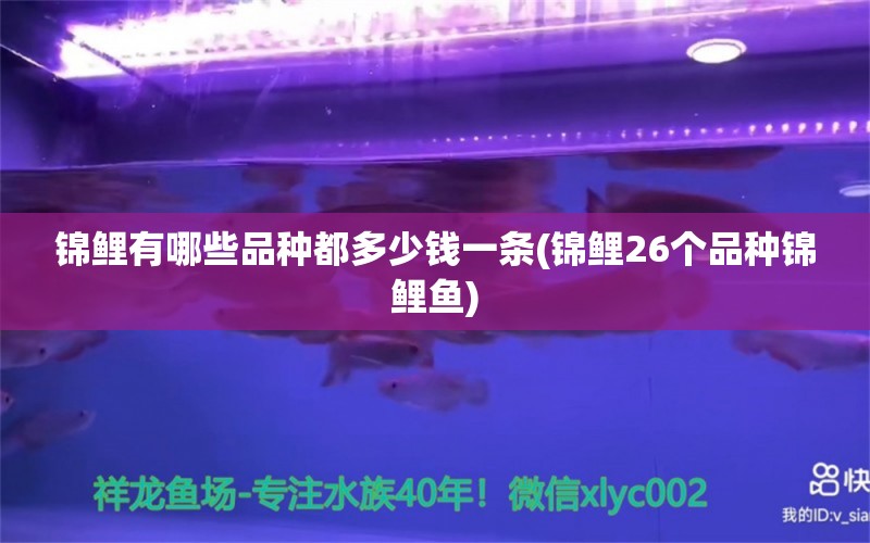 锦鲤有哪些品种都多少钱一条(锦鲤26个品种锦鲤鱼)